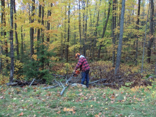 Cutting the dead trees that have fallen October 8, 2009