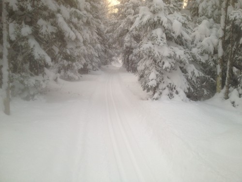 setting tracks on Hemlock this Morning